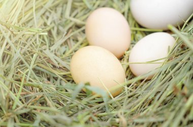 Beyaz yumurta tavuk, ördek, taze samanlıkta kaz. Kuş Yuvası