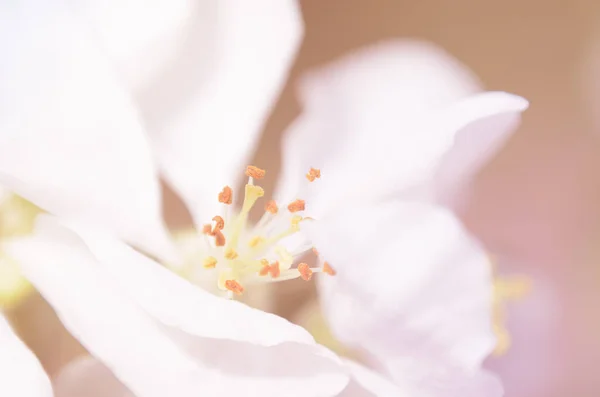 Tavaszi Virágzó Közelről Gyönyörű Természetes Virágos Háttér Tonizálás — Stock Fotó