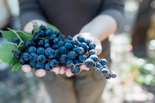 female hands with bunch of grapes