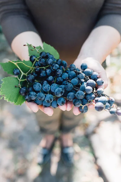 female hands with bunch of grapes