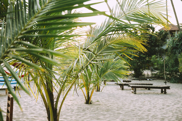 lush tropical vegetation at sandy beach