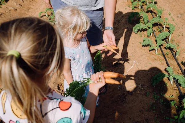 Pai Com Filhas Fazenda Pegando Algumas Cenouras — Fotografia de Stock