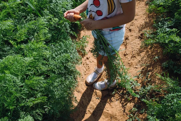 Девочка Кучей Моркови Ферме — стоковое фото