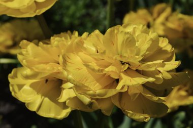 Kabarık sarı Lale tomurcukları