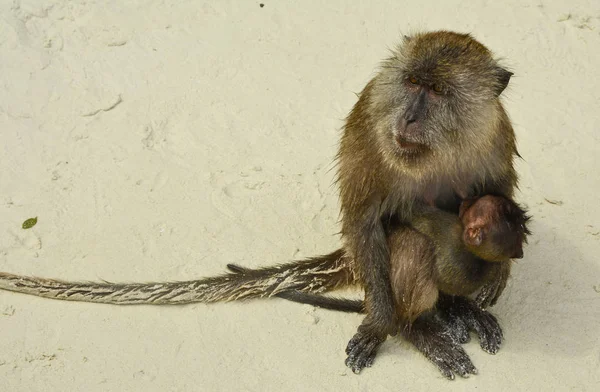 Bonito Casal Macaco Mãe Seu Bebê Recém Nascido Praia Durante — Fotografia de Stock