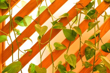 The indoor wall with a green loach on it visually divided by warm and cold light.