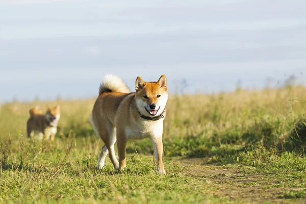 Japanese breed of dogs Sibu Inu for a walk — Stock Photo, Image