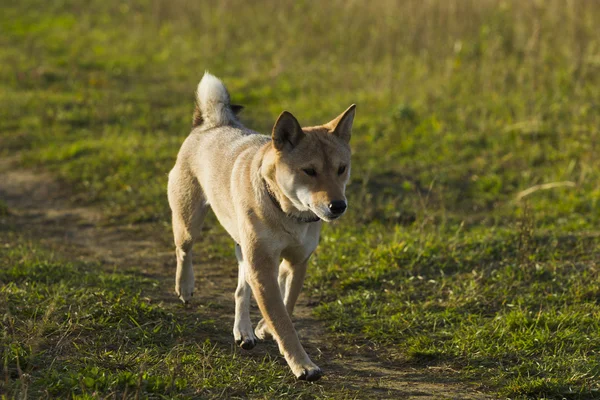 Japonské plemeno psů Sibu Inu na procházku — Stock fotografie