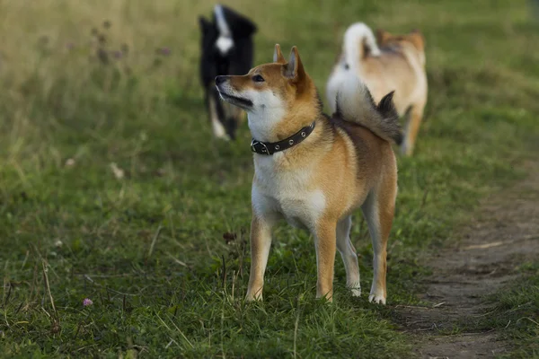 日本品种的狗诗巫犬散步 — 图库照片