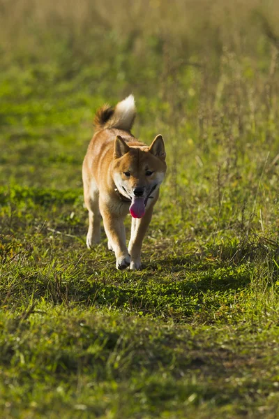 Raça japonesa de cães Sibu Inu para um passeio — Fotografia de Stock