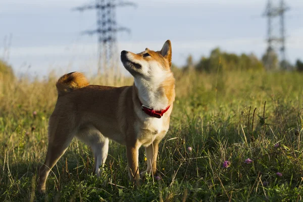 Japanese breed of dogs Sibu Inu for a walk — Stock Photo, Image