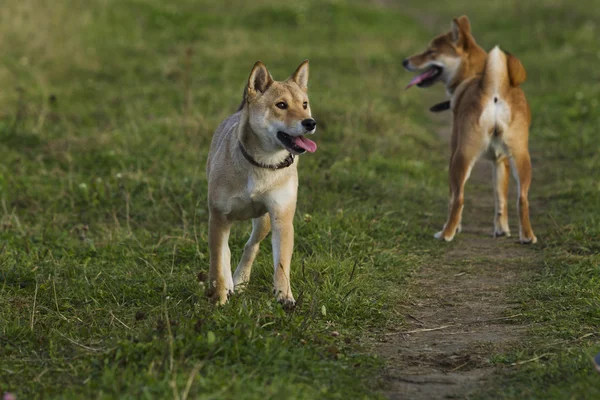 Razza giapponese di cani Sibu Inu per una passeggiata — Foto Stock