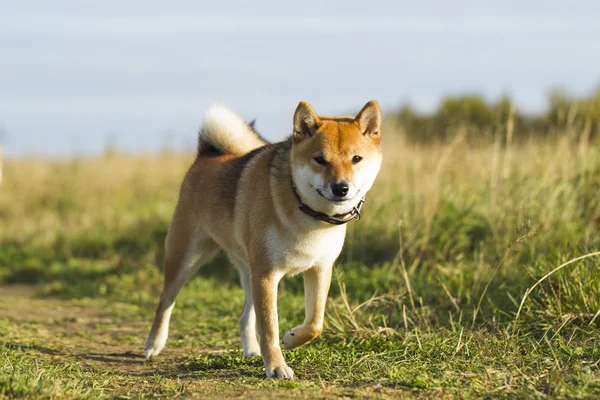 Raça japonesa de cães Sibu Inu para um passeio — Fotografia de Stock