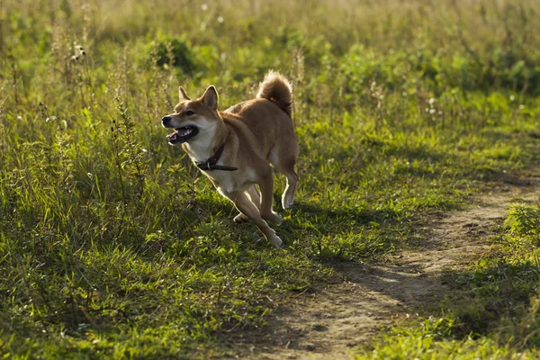 Razza giapponese di cani Sibu Inu per una passeggiata — Foto Stock