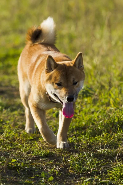Japonské plemeno psů Sibu Inu na procházku — Stock fotografie