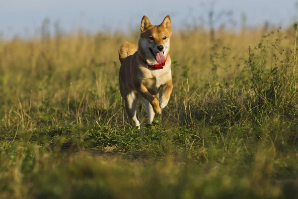 Japanese breed of dogs Sibu Inu for a walk — Stock Photo, Image