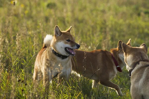 Raza japonesa de perros Sibu Inu para un paseo —  Fotos de Stock