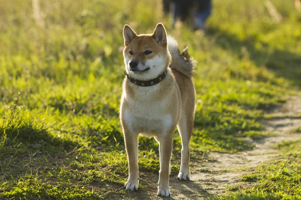 シブ散歩の犬の犬の犬 — ストック写真