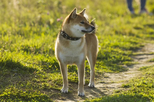 Raza japonesa de perros Sibu Inu para un paseo — Foto de Stock