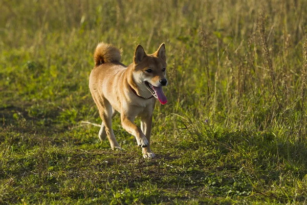 Japanese breed of dogs Sibu Inu for a walk — Stock Photo, Image