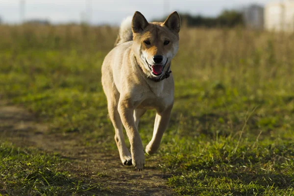 Japońskiej rasy psów Sibu Inu na spacer — Zdjęcie stockowe