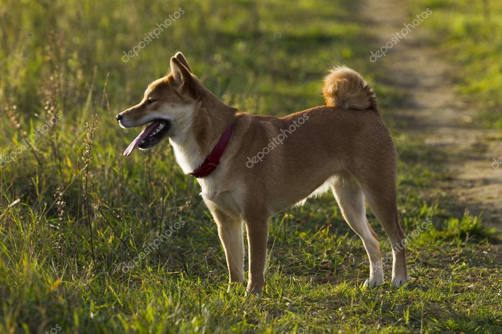 Japonais Race De Chiens Sibu Inu Pour Une Promenade