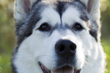 Kızak köpek doğurmak Malamute