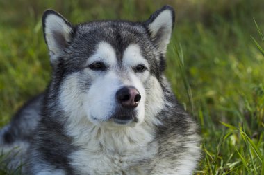 Kızak köpek doğurmak Malamute