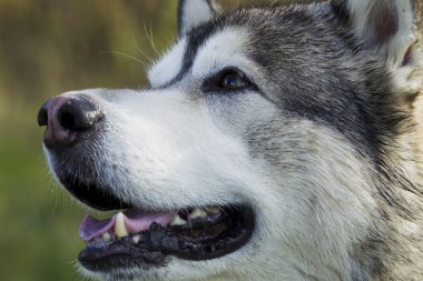 Kızak köpek doğurmak Malamute