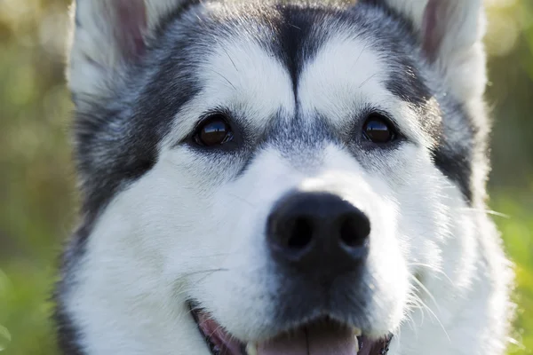 Raça cão trenó Malamute — Fotografia de Stock