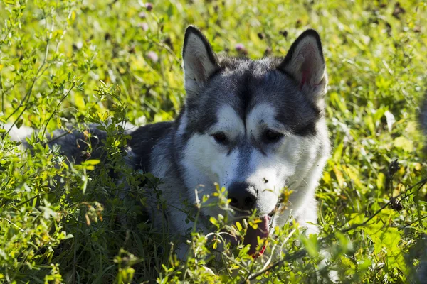 Sáňkovat pes plemeno malamut — Stock fotografie