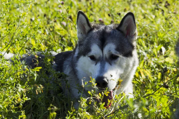 Slitta cane razza Malamute — Foto Stock