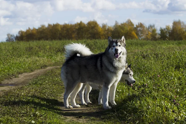 Raça cão trenó Malamute — Fotografia de Stock