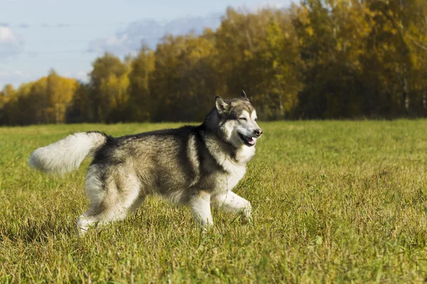 マラミュートのそり犬の品種 — ストック写真