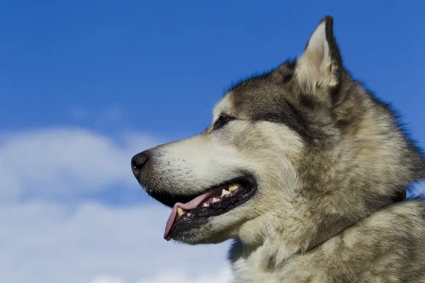 マラミュートのそり犬の品種 — ストック写真