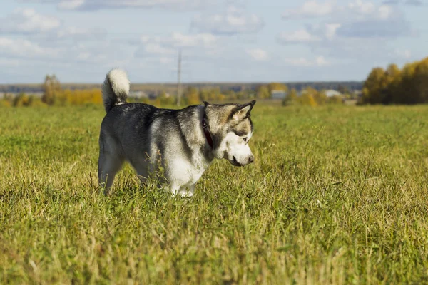 Raza de perros de trineo Malamute —  Fotos de Stock