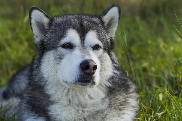 Slitta cane razza Malamute — Foto Stock