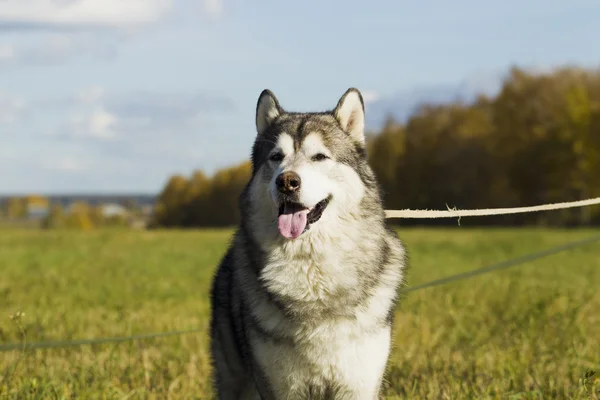 マラミュートのそり犬の品種 — ストック写真