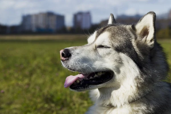 Slitta cane razza Malamute — Foto Stock