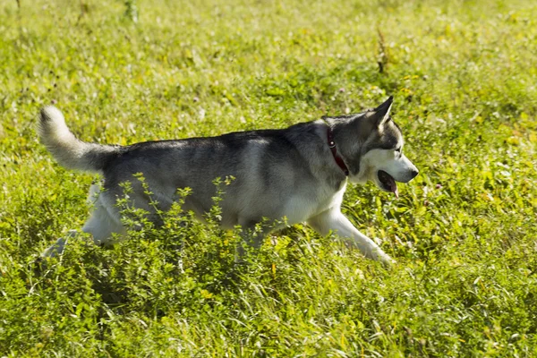 Slitta cane razza Malamute — Foto Stock