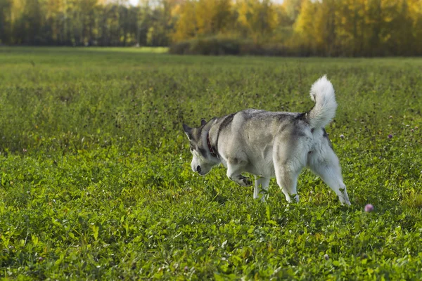 Slitta cane razza Malamute — Foto Stock