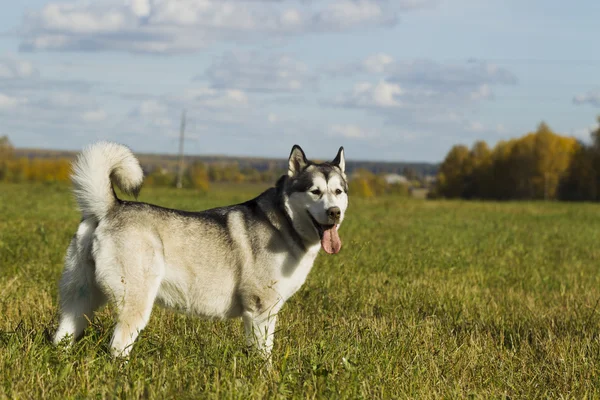 Chien de traîneau race Malamute — Photo