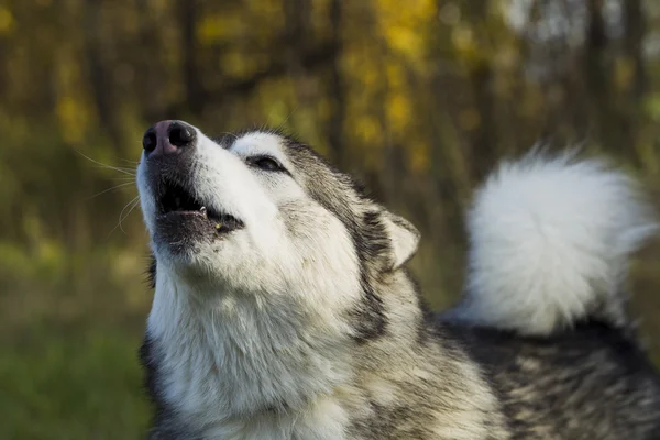 Slitta cane razza Malamute — Foto Stock