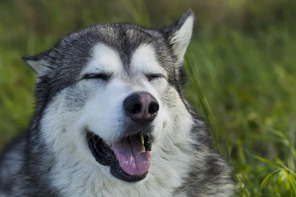 Släde hund rasen Malamute — Stockfoto