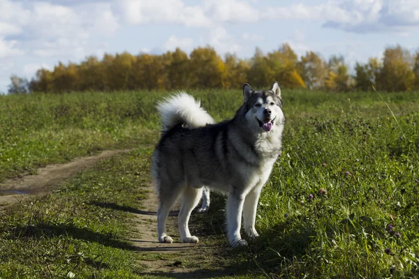 Schlittenhundezucht Malamute — Stockfoto