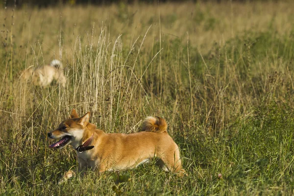 Razza giapponese di cani Sibu Inu per una passeggiata — Foto Stock