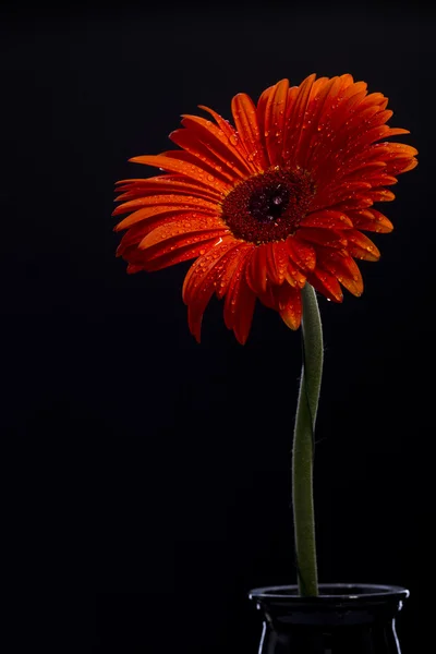 Orange gerbera på svart bakgrund — Stockfoto