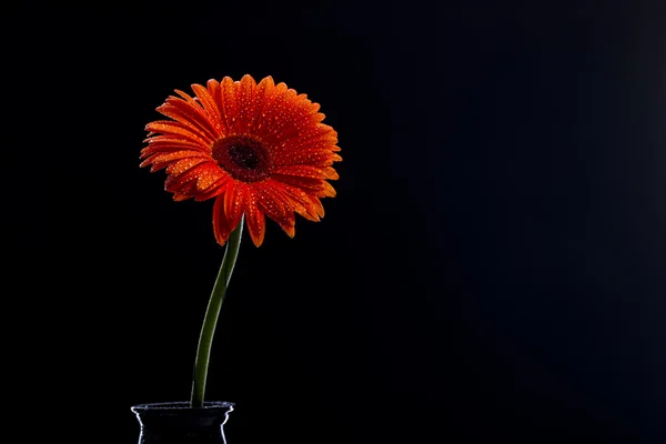 Orange gerbera på svart bakgrund — Stockfoto