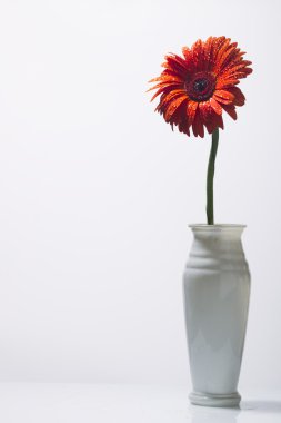 Beyaz bir arka plan üzerinde su damlaları ile turuncu gerbera