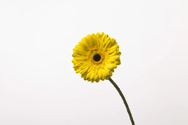 Gerber amarelo sobre um fundo branco — Fotografia de Stock